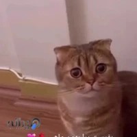 دکتر رویا احدی