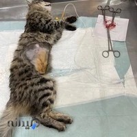 دکتر مسعود بهروج