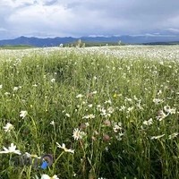 اقامتگاه بابونه