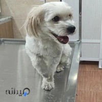 کلینیک دامپزشکی آرین