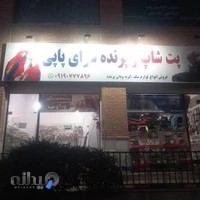 پت شاپ پاپی