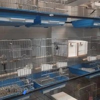 پرنده سرای زینتی مرغ آمین