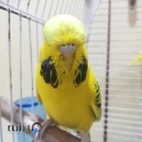 طوطی فروشی ریو