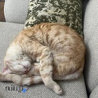 دامپزشکی پت لایف تهران