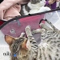 بیمارستان دامپزشکی آنالیا