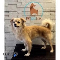 پانسیون حیوانات خانگی غرب