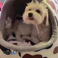 پانسیون سگ مریم (پانسیون خانگی)