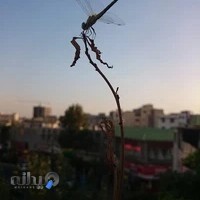 studio design disa .ali deylami moazi