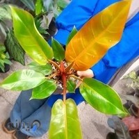 گل فروشی یاس