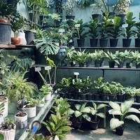 گلخانه زیبای گل مریم