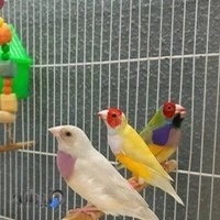 پرنده فروشی مستر چیکو