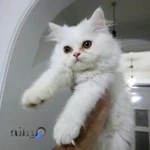 بابل پت تولیدی حیوانات فانتزی در بابل