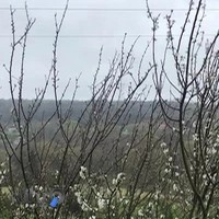 رستوران سنتی کاج