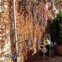 خانه بورک مستر وحیدی