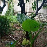 مدرسه زبان لِنا