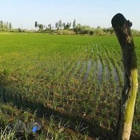 سنگ فروشی عزیز