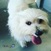 کلینیک دامپزشکی مهر