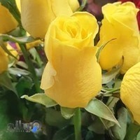 مهندس لایق( گروه مشاورین املاک)