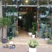 هایپر کاکتوس