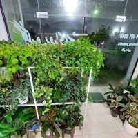 گلکده رویای سبز