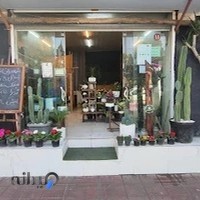 گلکده آرالیا