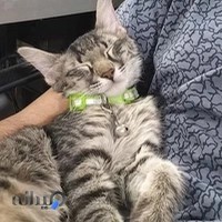 کلینیک دامپزشکی ارم