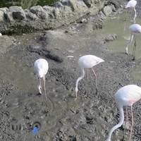 باغ‌وحش بابلسر مازندران