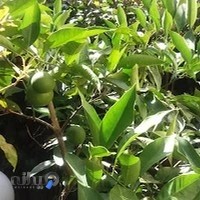 آشپزخانه طبق