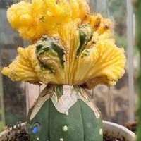 فروشگاه اینترنتی بازار کاکتوس