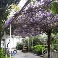 اسایشگاه سرای محبت انزلی