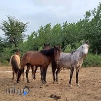 باشگاه اسب سواری رودپشت