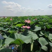 قایق سواری تالاب صیدجو