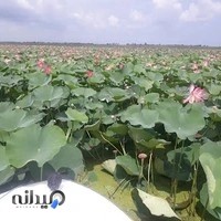 اسکله تفریحی برادران قاسمی نژاد