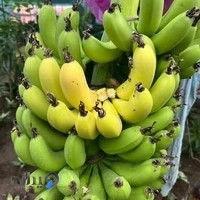 گلخانه رزالینا - plantshoprasht