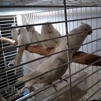 پرنده فروشی رضوان