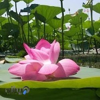 اسکله قایقرانی و گردشگری برادران داوطلب