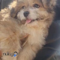 درمانگاه دامپزشکی شهرک توحید