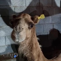 دامپزشکی گنو