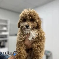 کلینیک دامپزشکی پناه قشم