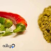 ساندویچ دریایی مات