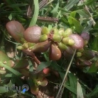 کتابخانه عمومی فردوسی
