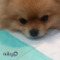 کلینیک دامپزشکی بندرلنگه