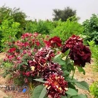 نرگس‌زار حاج‌حمدالله مواساتی