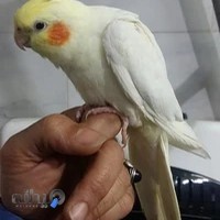 پرنده فروشی محمد