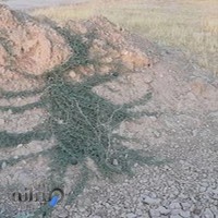 پارک بانوان