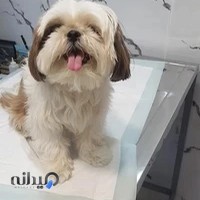 کلینیک تخصصی دامپزشکی دکتر ذاکریان