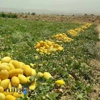 فروشگاه اینترنتی بذر راه