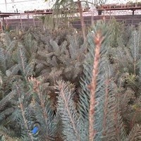 گلخانه بهشت کرشت (سنم گل)