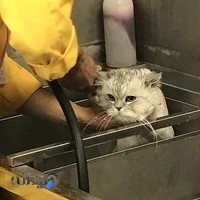 بیمارستان دامپزشکی تهران