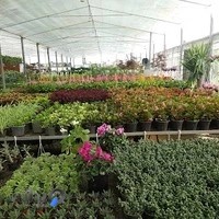 گل و گیاه چهارفصل | هلیاد